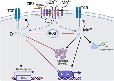 Divalent Metal Uptake and the Role of ZIP8 in Host Defense Against Pathogens